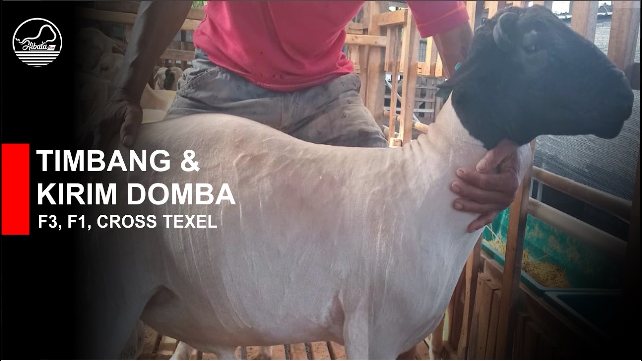 Penimbangan Domba F3, F1, Cross texel , Pengiriman Pacitan