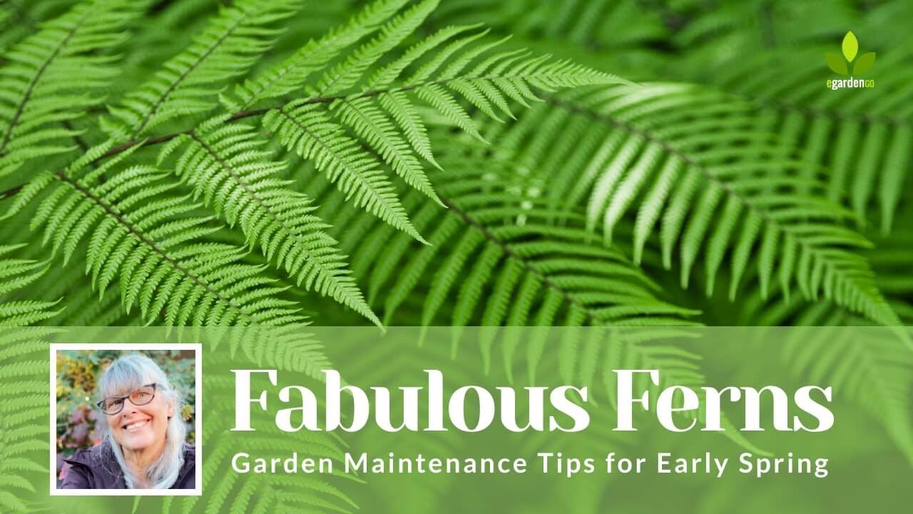 FERNS 🌿   Garden Maintenance Tips for Early Spring