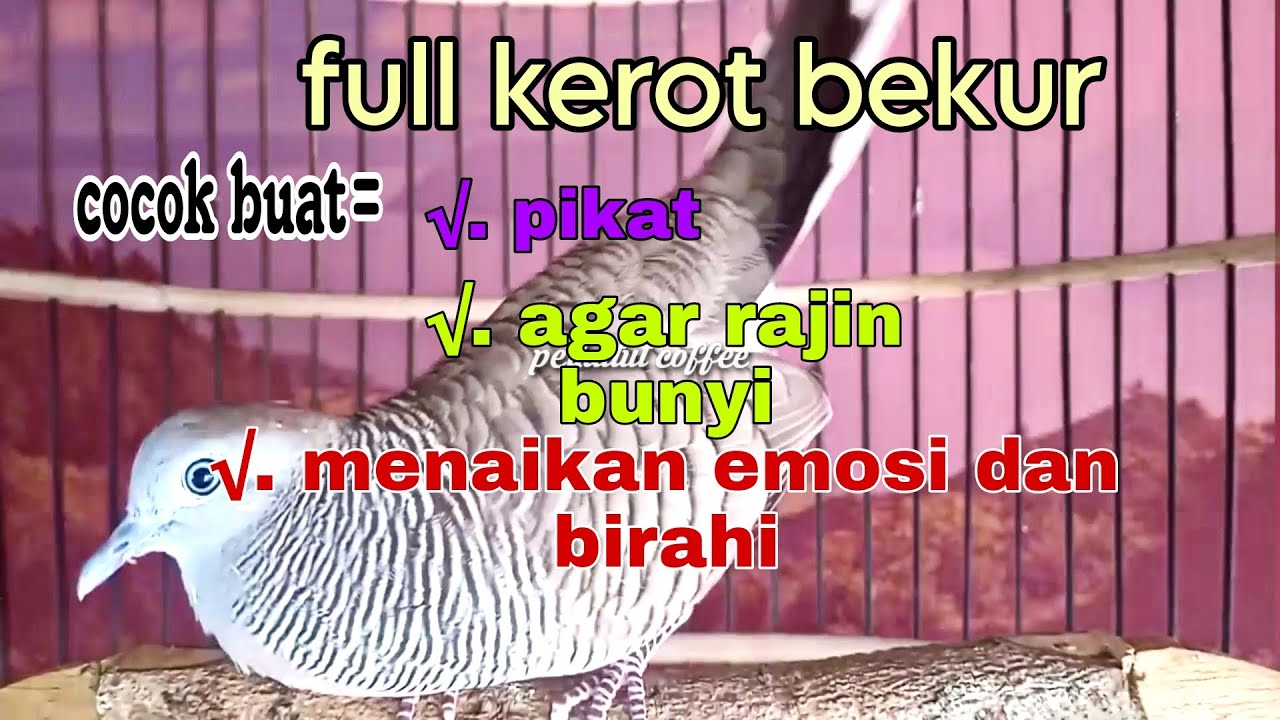 Perkutut lokal gacor full kerot bekur Cocok buat pikat dan menaikan emosi dan birahi