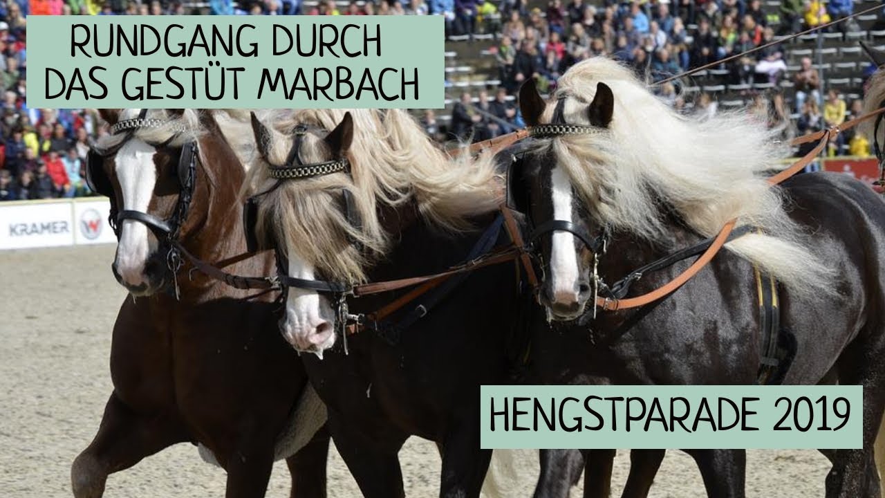 Rundgang bei der Hengstparade Marbach 29.09.2019 / II