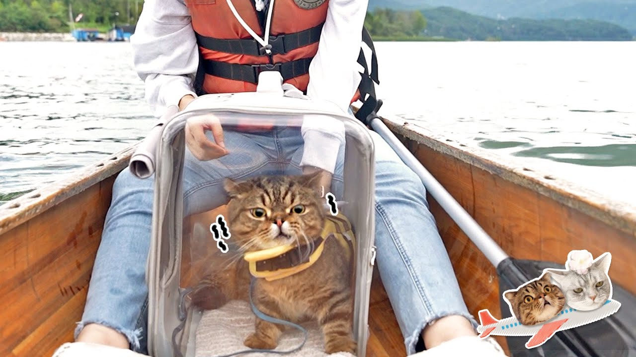 강에서 고양이와 카약을 탔습니다
