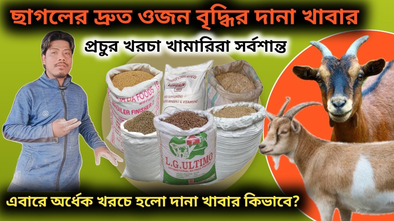 কম খরচে ছাগল পালন | ছাগলের দানাদার খাবার | ছাগলের খামার | low cost goat feed | concentrate goat feed