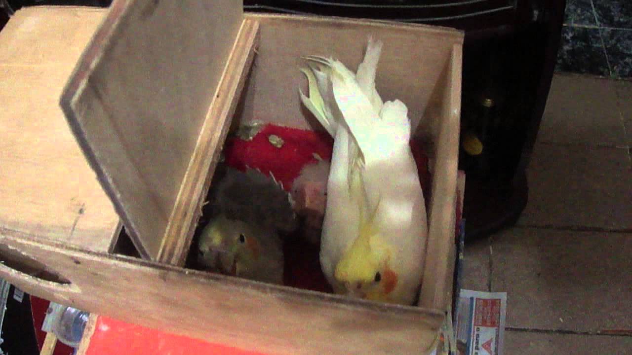 Bebe calopsita sendo alimentado!