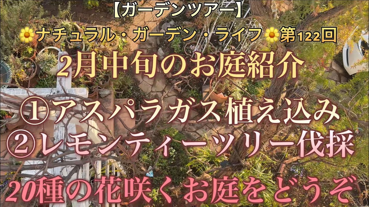 【ガーデンツアー】2中旬のお庭紹介①アスパラガス植え込み②レモンティーツリー伐採🌸20種の花咲くお庭をどうぞ🌼ナチュラル・ガーデン・ライフ　第122回🌼 [Garden Tour] 