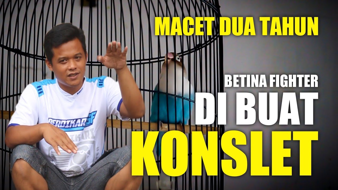 JADI BEGINI PROSESNYA BETINA FIGHTER YANG DI BUAT KONSLET OM NOVI BANJARNEGARA