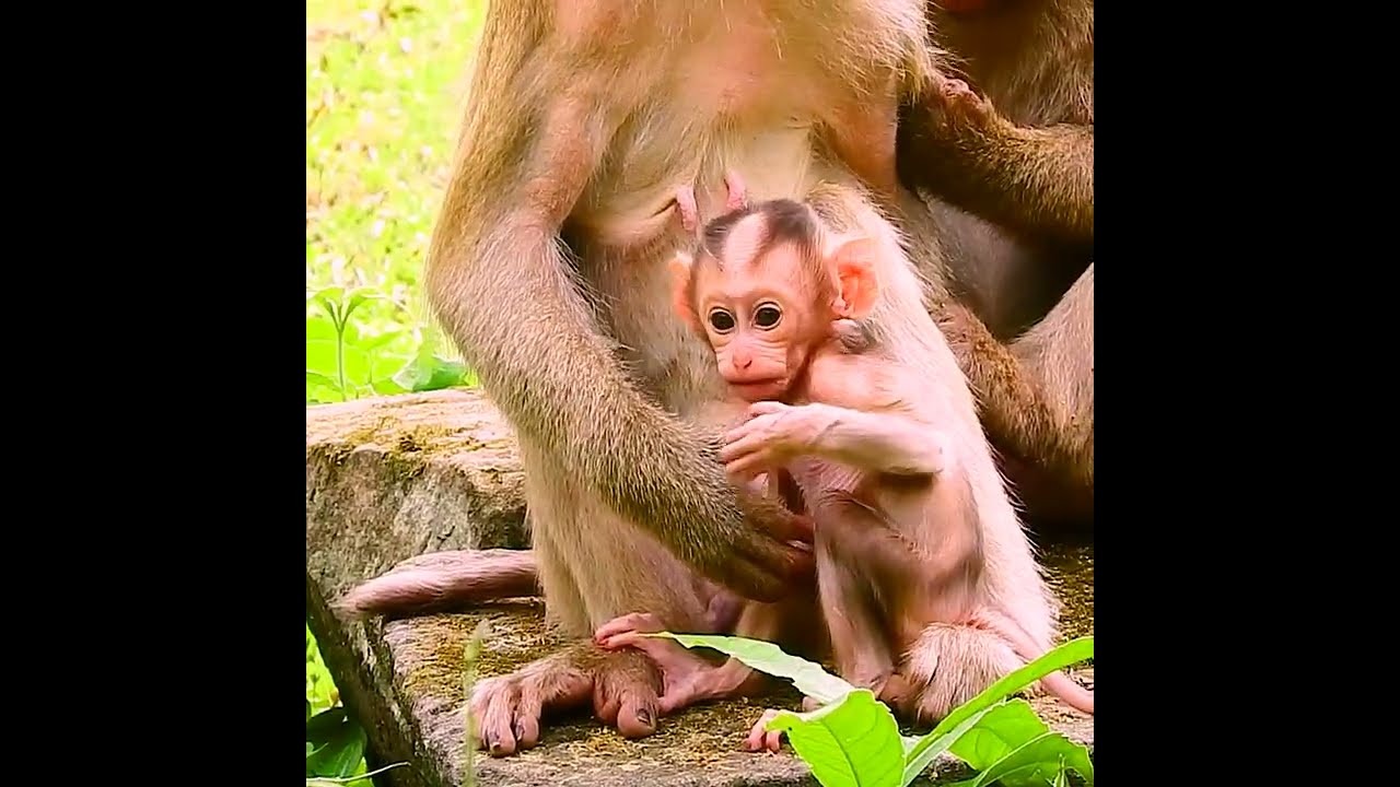 Mother's mistake! Baby monkey falling down because of mom careless with her baby!