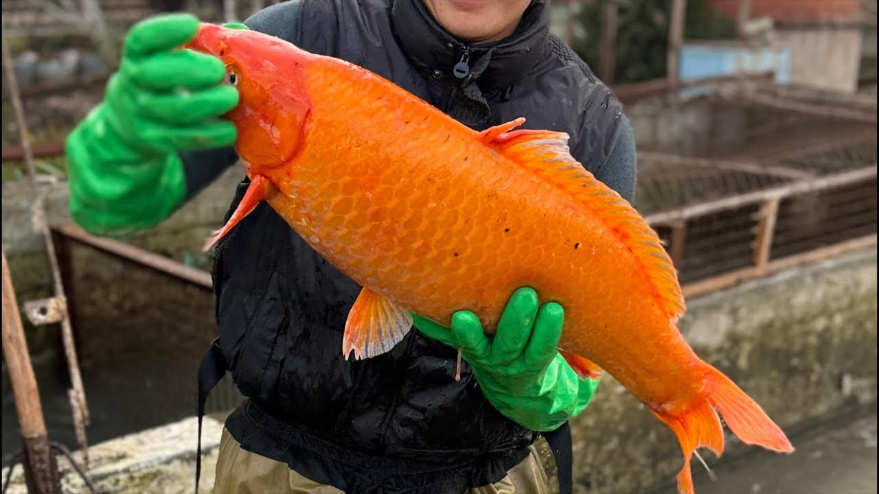 Star_fishss в прямом эфире! 🌏ozbekistonda yagona baliq ombor 😱🌏🐟🐟