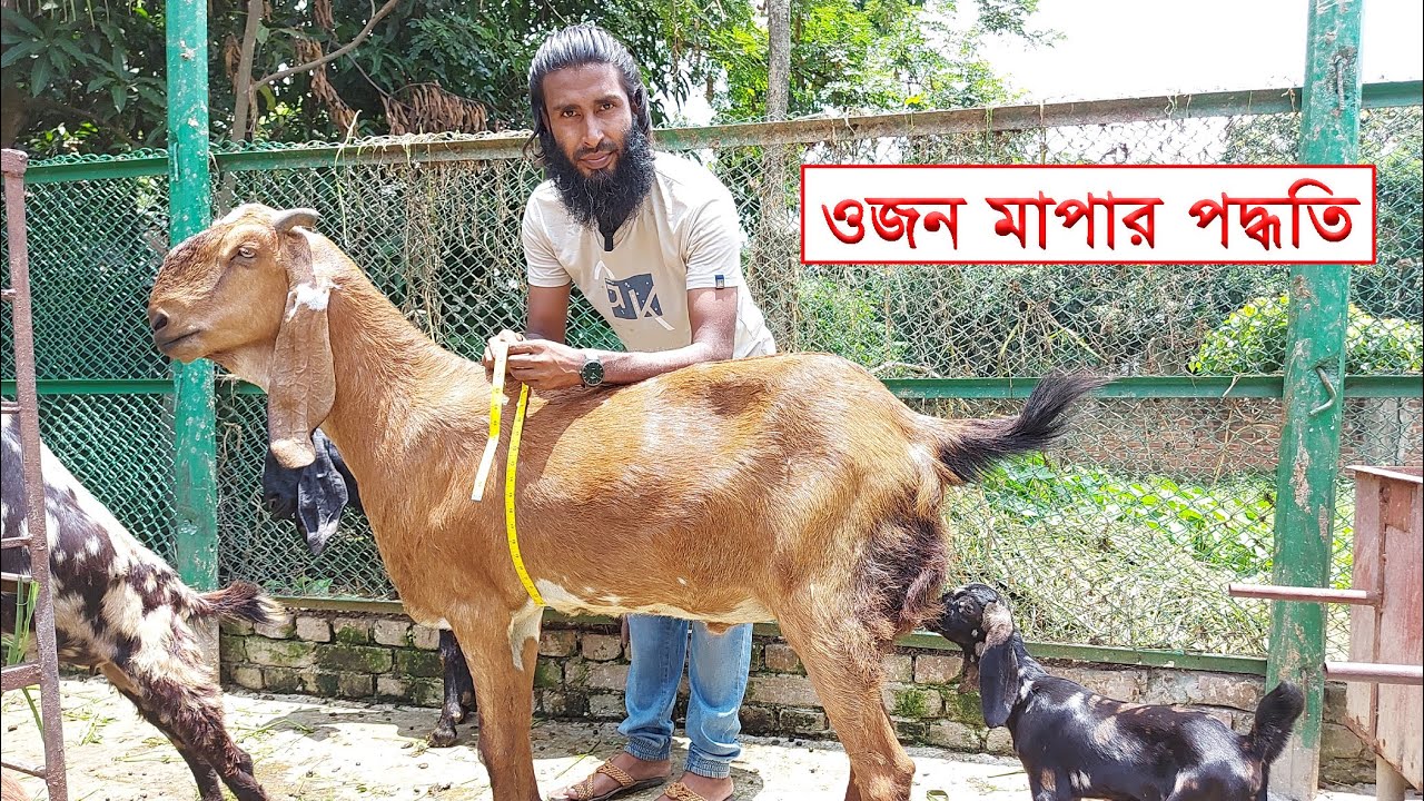 গরু মহিষ কিংবা ছাগল ভেড়ার ওজন পরিমাপের সহজ পদ্ধতি || Simple method of measuring the weight of goats