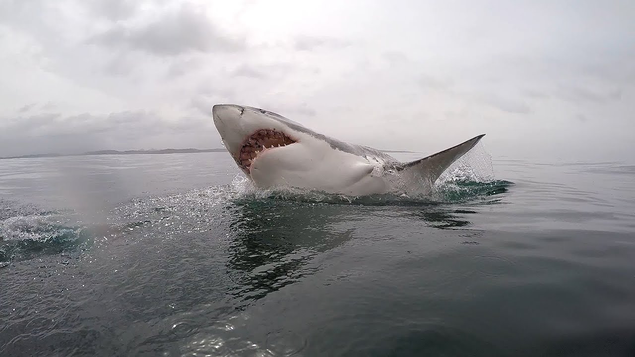 Great White shark diving - South Africa