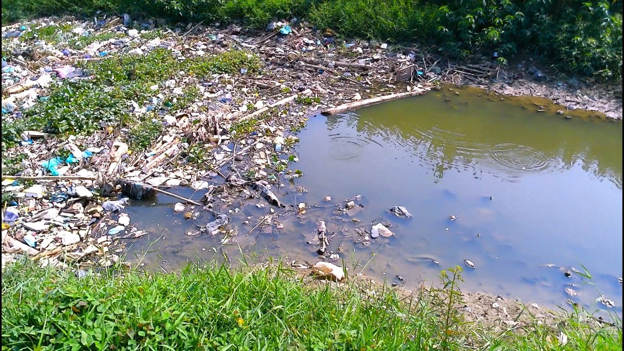 Menembak Ikan Gabus Langsung Di Sarangnya