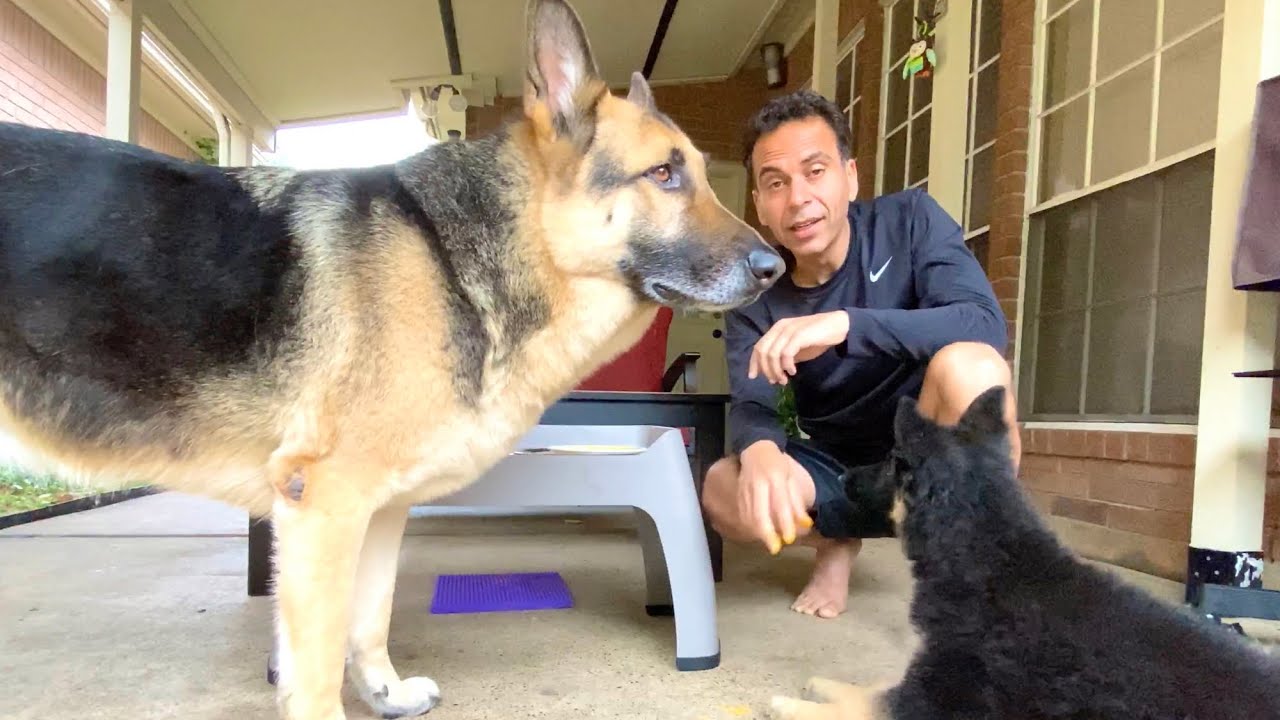 GSD Food Training | Indian Vlogger | Hindi Vlog | German Shepherd | This Indian GSD