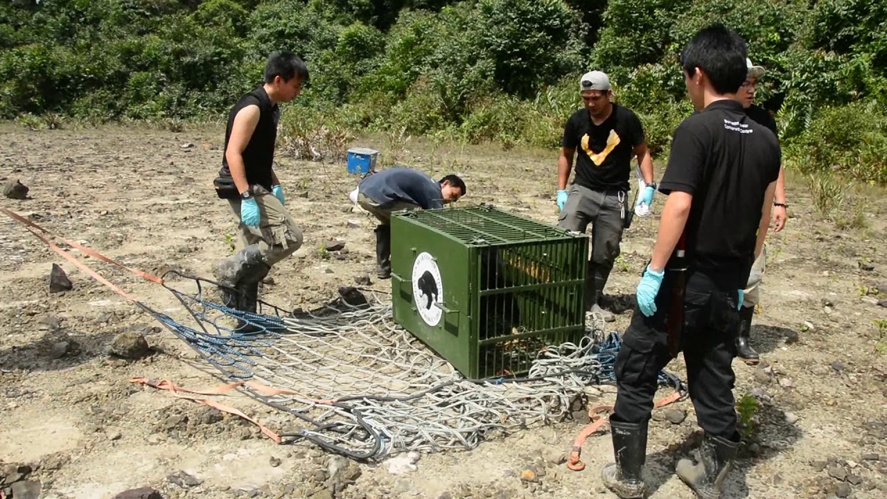 Sun Bear Rehabilitation | Two Rehabilitated Sun Bears Return to Freedom | BSBCC
