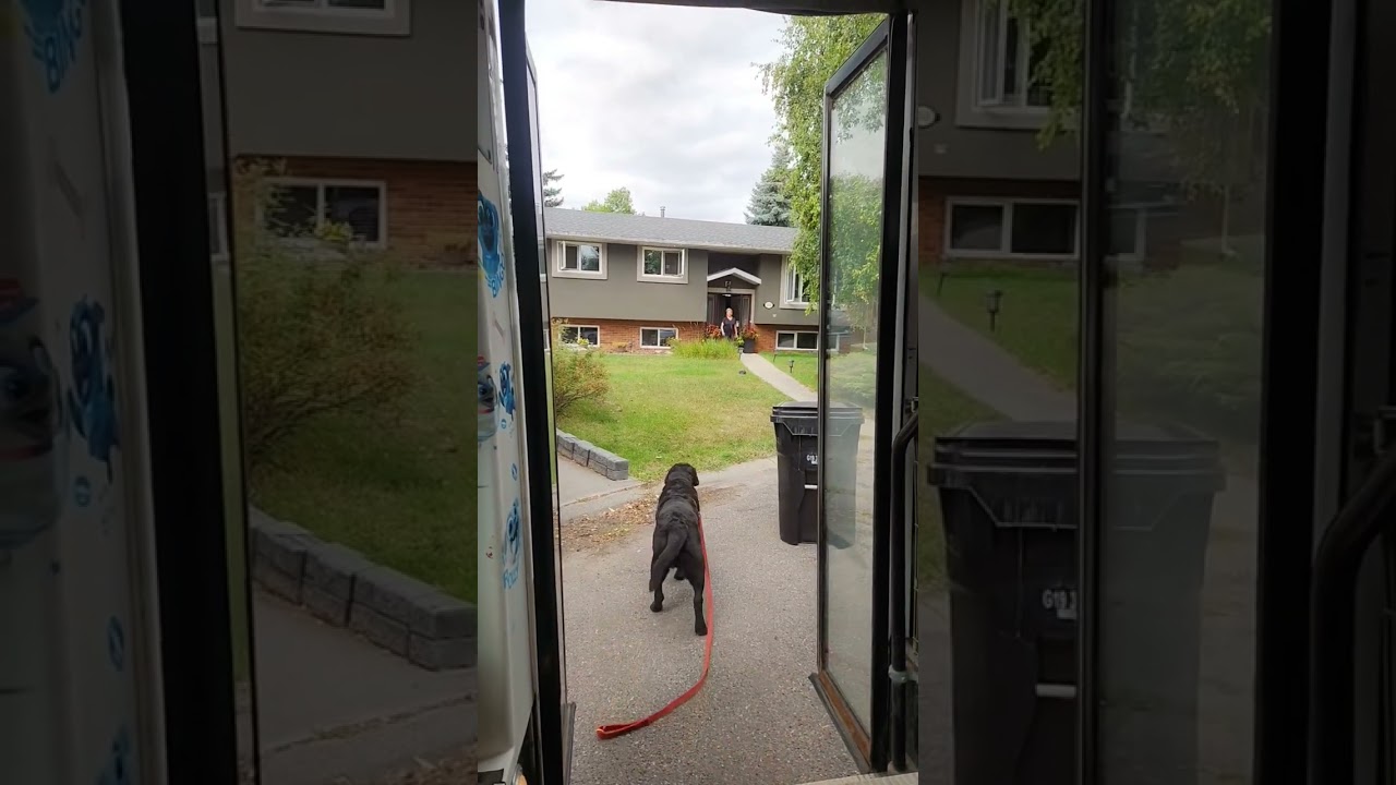 Cooper is a funny guy on the dog bus 😂