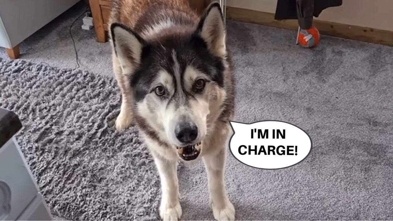 Husky Always Tries To Get His Own Way!