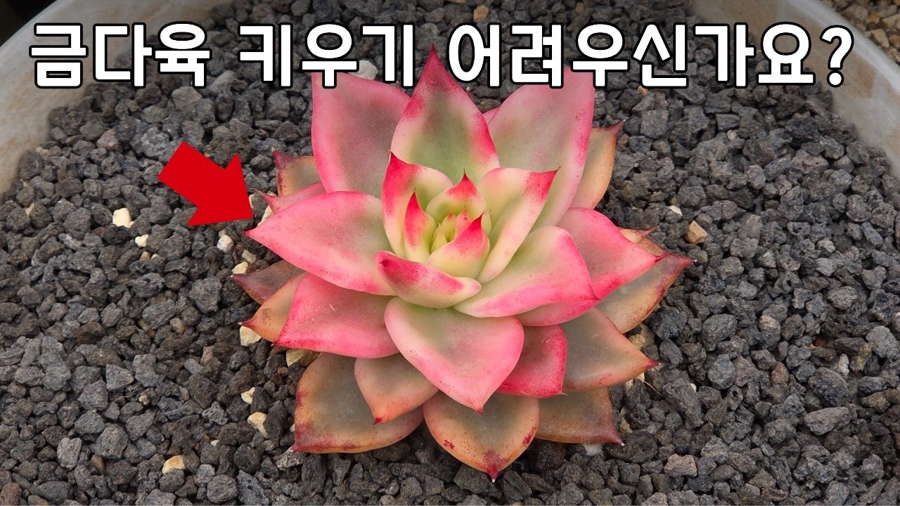 금다육? 짧고 굵게 '핵심'만 알려드립니다.