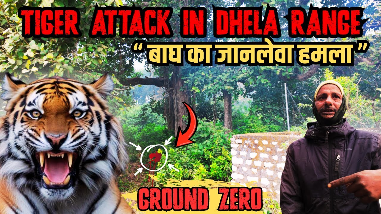 बाघ ने महिला पर किया जानलेवा हमला | TIGER ATTACK IN DHELA RANGE | CORBETT TALES 