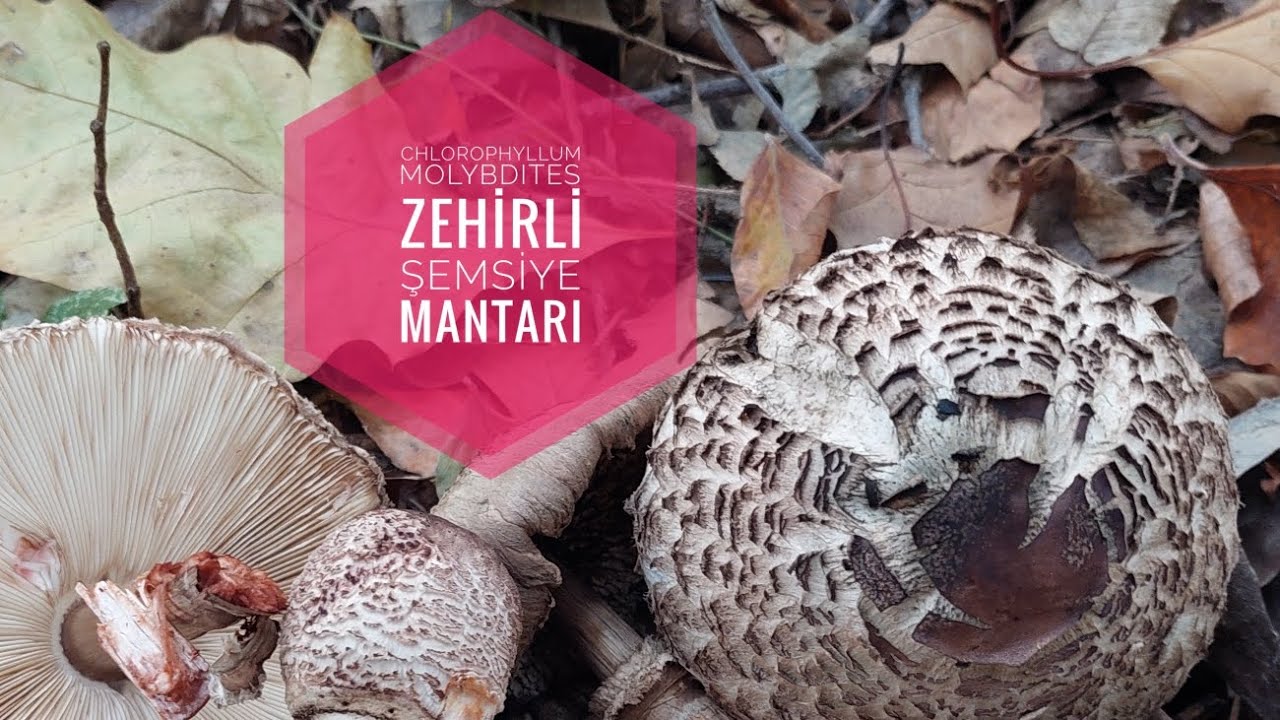 ZEHİRLİ ŞEMSİYE MANTARI (Chlorophyllum molybdites)