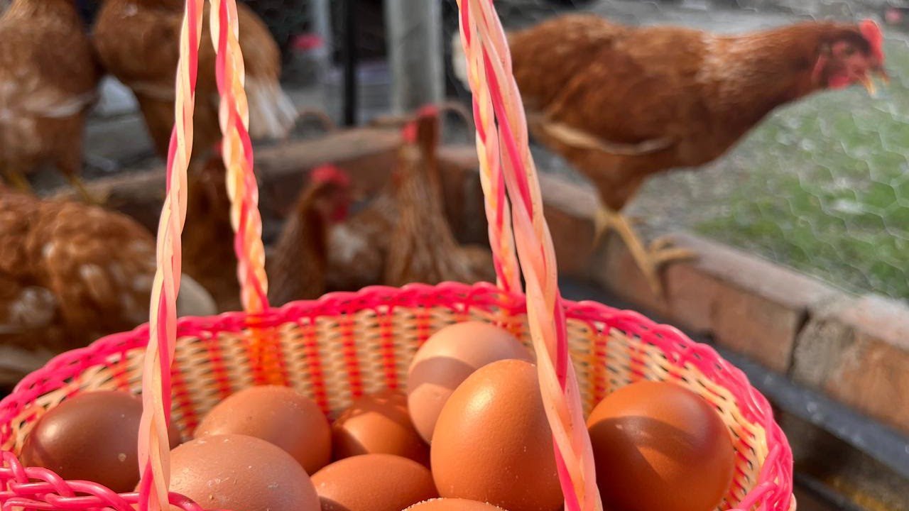 🤩 wow!! miren cuantos huevos ponen las gallinas de Vilma🥚🥚🥚