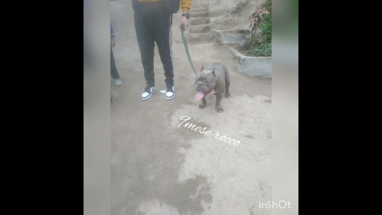 crecimiento de un Am&eacute;rican bully exotico