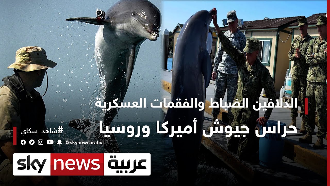الدلافين الضباط والفقمات العسكرية.. حراس الجيشين الروسي والأميركي | #وثائقيات_خاصة