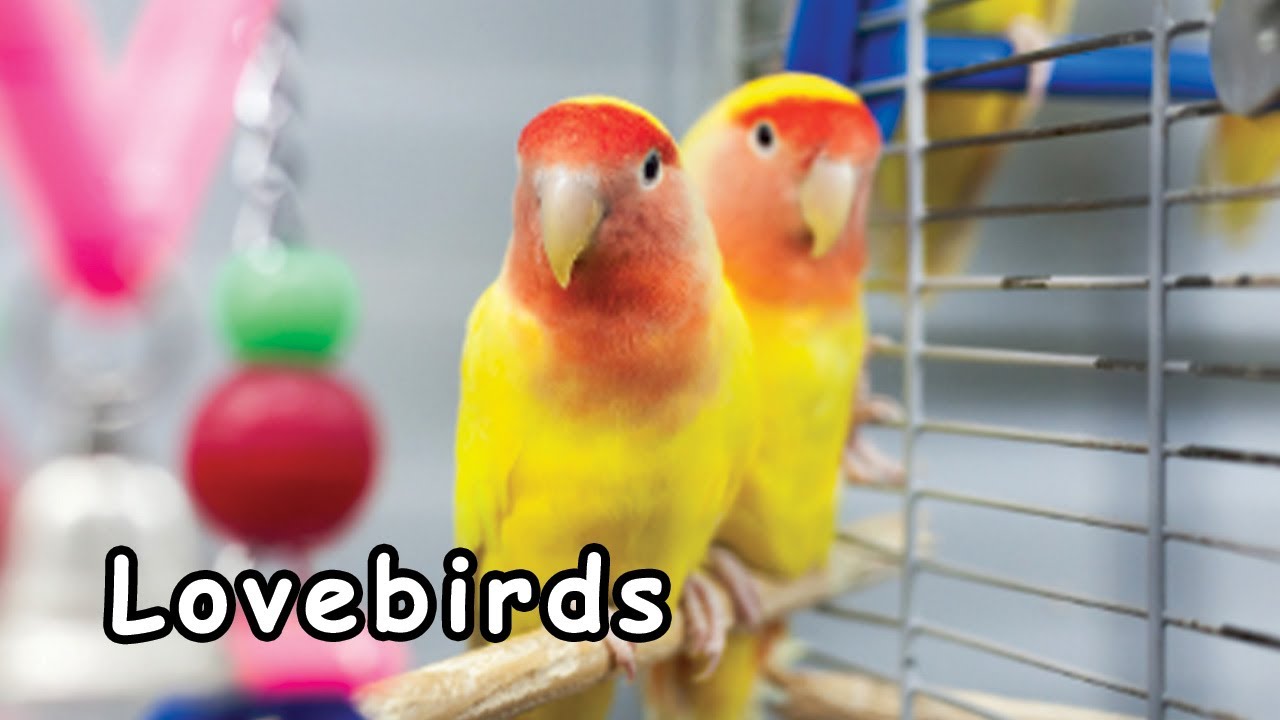 Lovebirds (Λάβμπερντς) – Φροντίδα & Πληροφορίες για Παπαγαλάκια