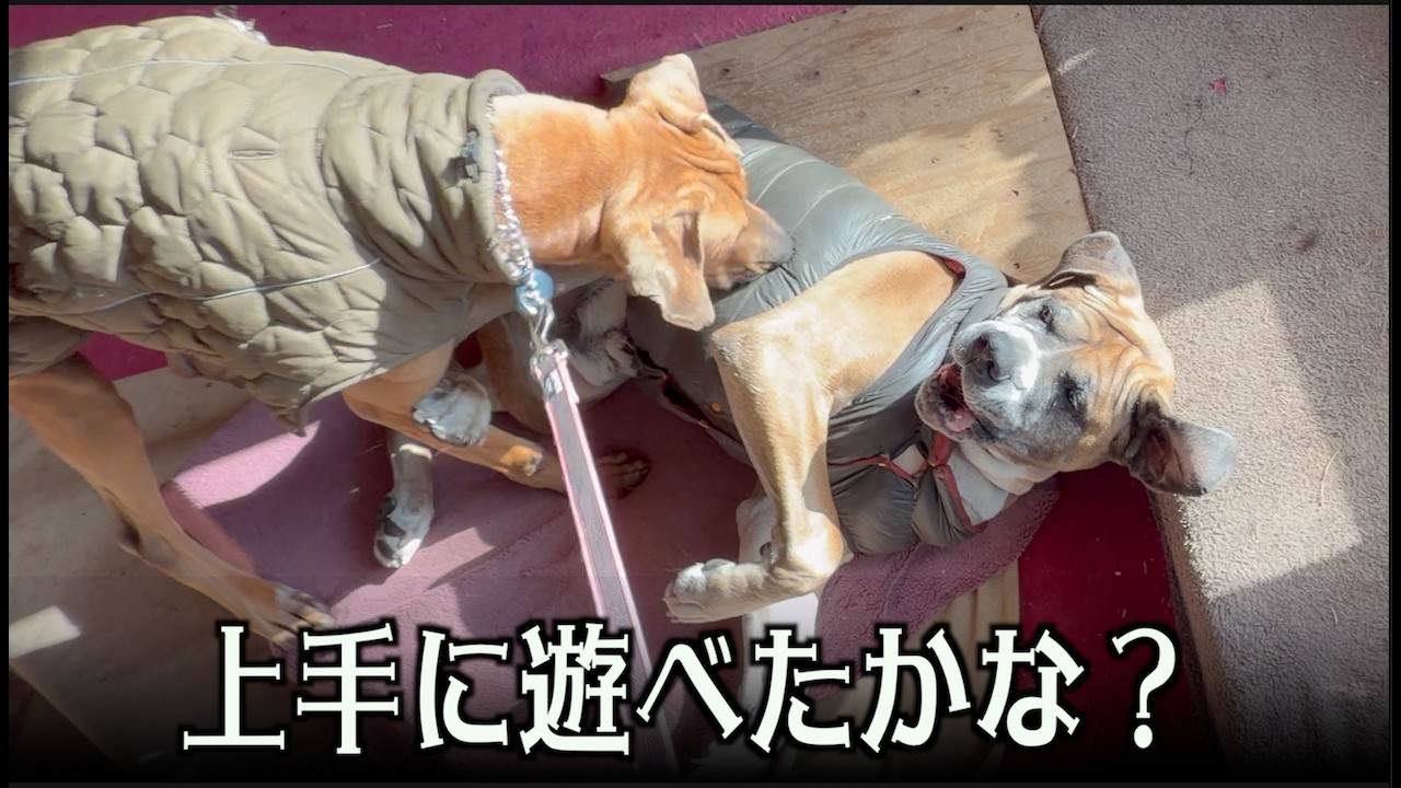デコシワ同士遊びなさい！
