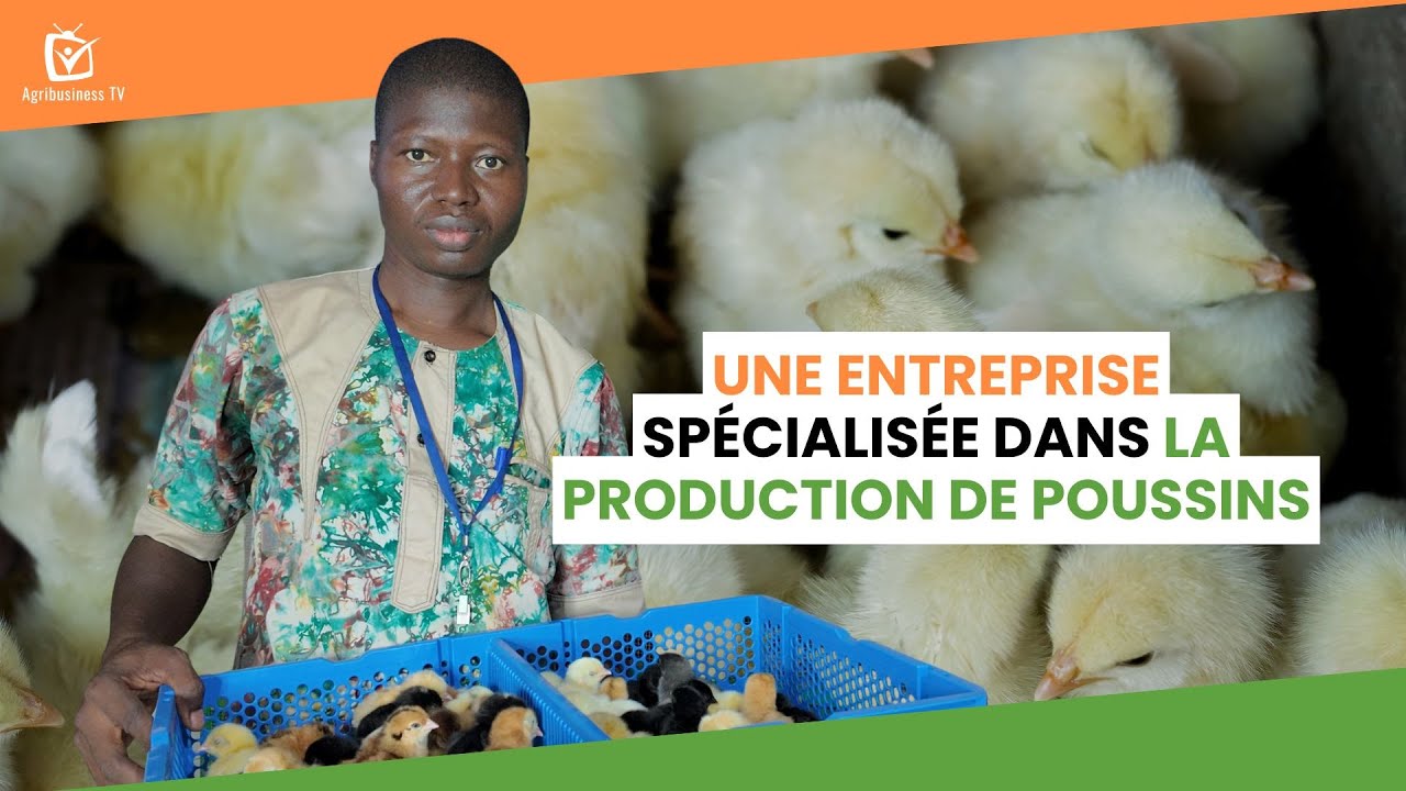 Burkina Faso : Une entreprise spécialisée dans la production de poussins