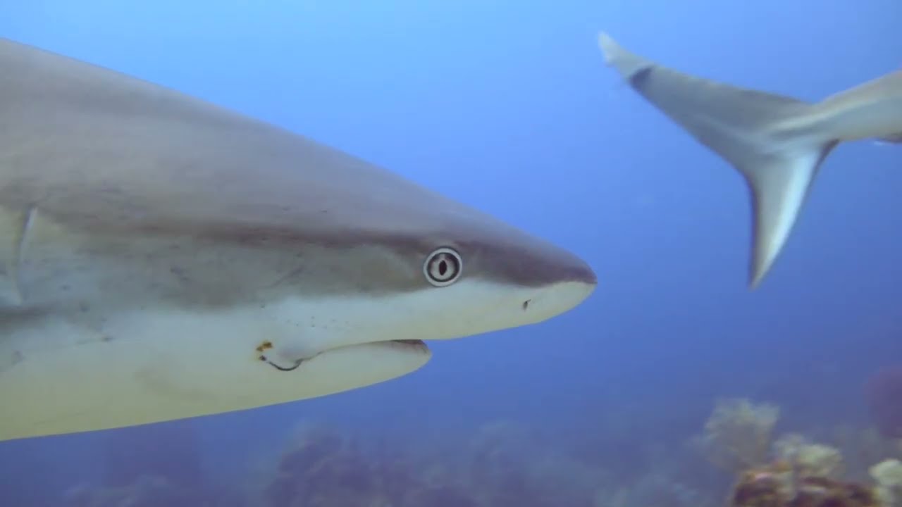 December 2025 - Roatan Shark Dive