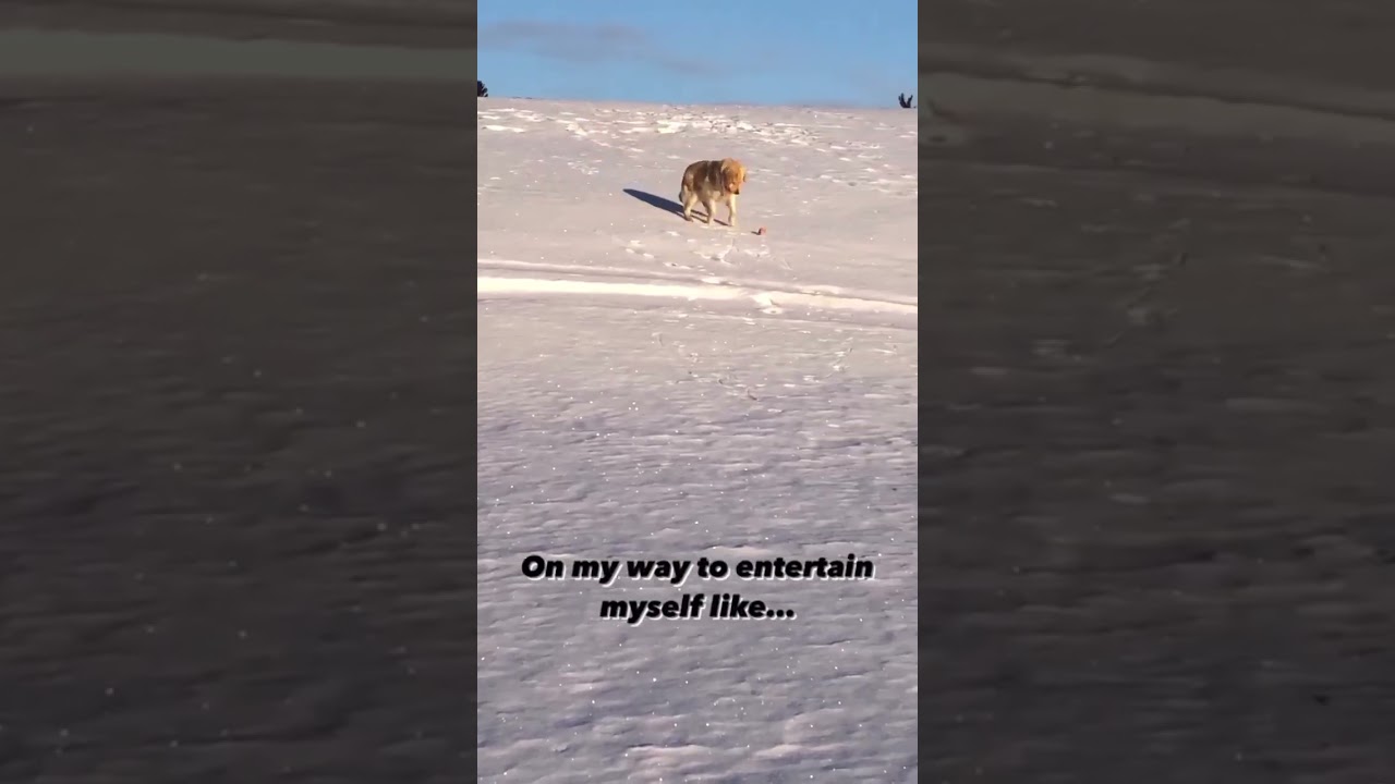 This Dog's Ball Kicking Skills Will Make Your Day! 😂🐶 #Shorts #playfulpets