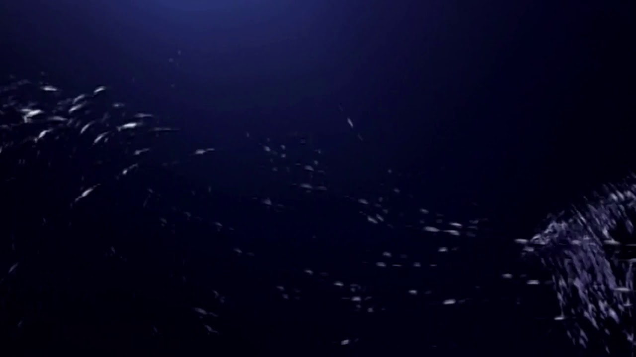 Starz Media/Tandem Communications (2009)