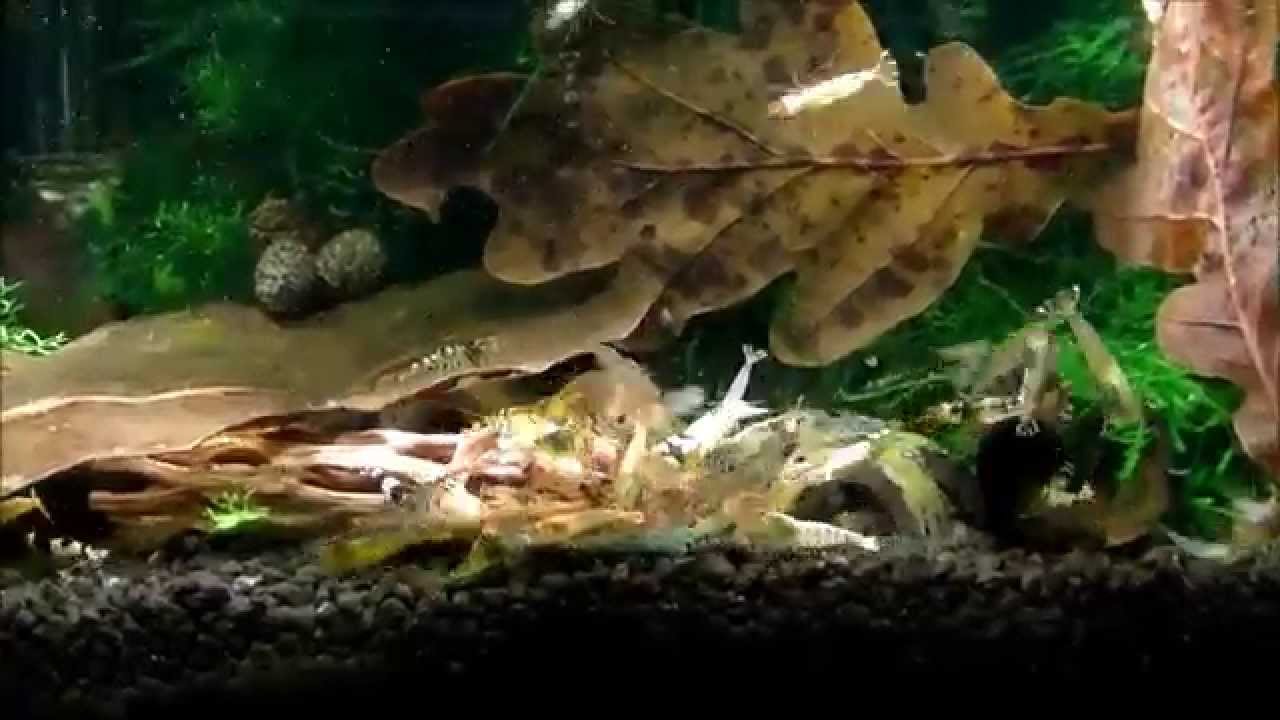 TaiTibee Shrimps - Food MK Breed Cheeseburger