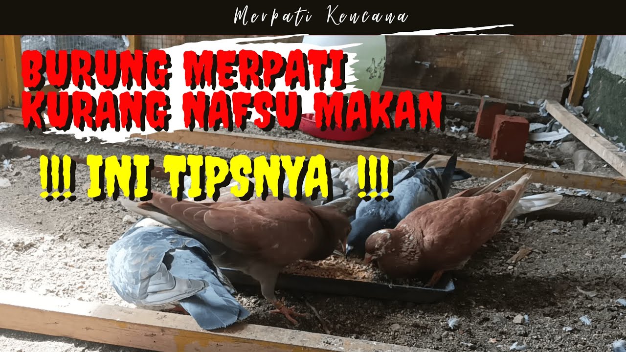 Mengatasi Merpati Kurang Nafsu Makan || TIPS SEDERHANA