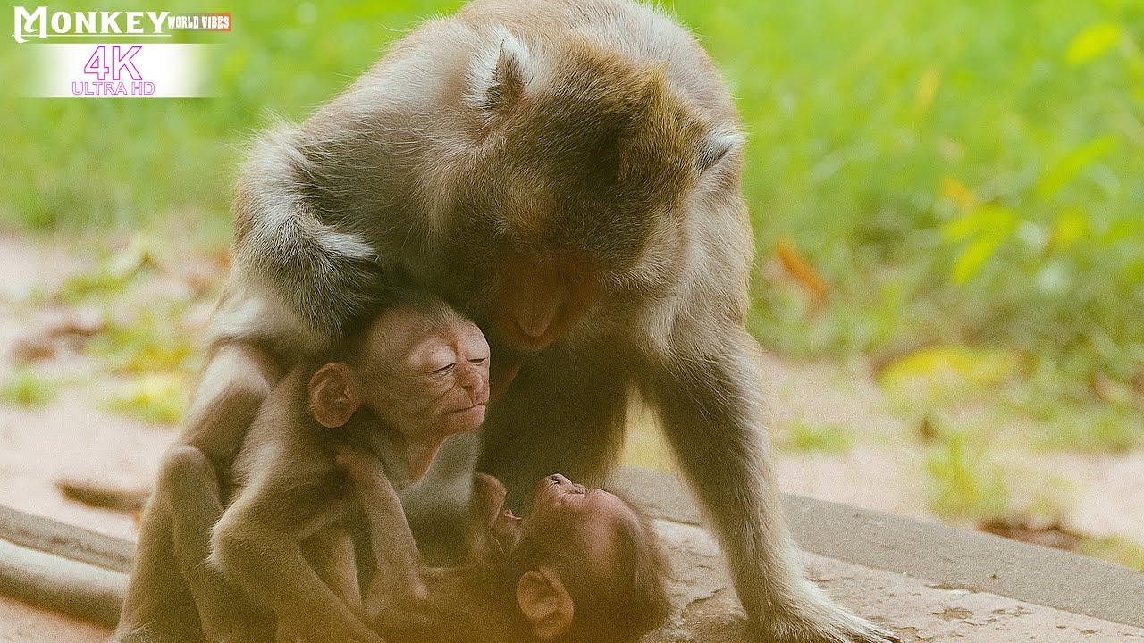 Heartwarming Monkey Family Moments | Baby Monkeys Playing with Mother