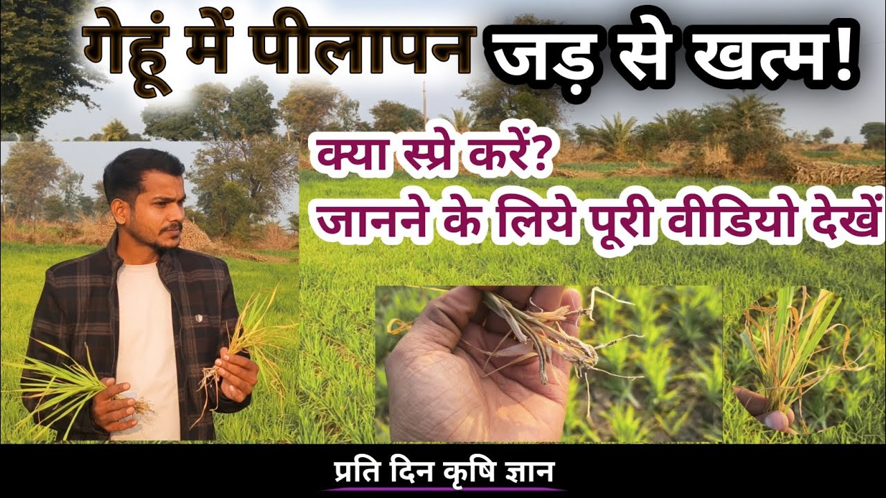 गेहूं में कहीं कहीं पर पीलापन आ रहा हैं , इसके क्या कारण हो सकते हैं? पोषक तत्व की कमी या कोई रोग? 