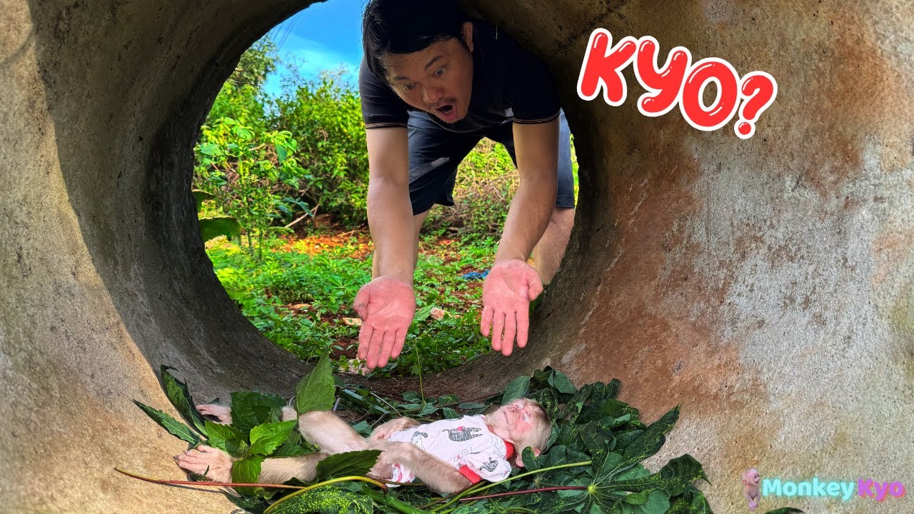 Monkey Kyo is Missing! Worried Dad Runs Everywhere to Find Her  | Full version