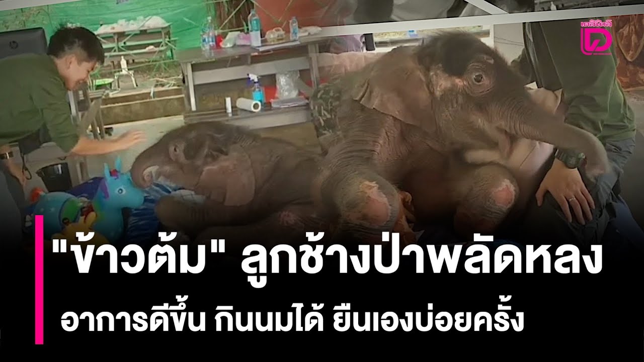 “ข้าวต้ม” ลูกช้างป่าพลัดหลง อาการดีขึ้น กินนมได้ ยืนเองบ่อยครั้ง | HOTSHOT เดลินิวส์ 06/10/68