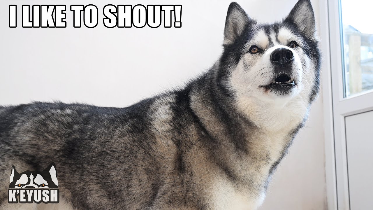Husky Has BIG BEEF With The Gardener!