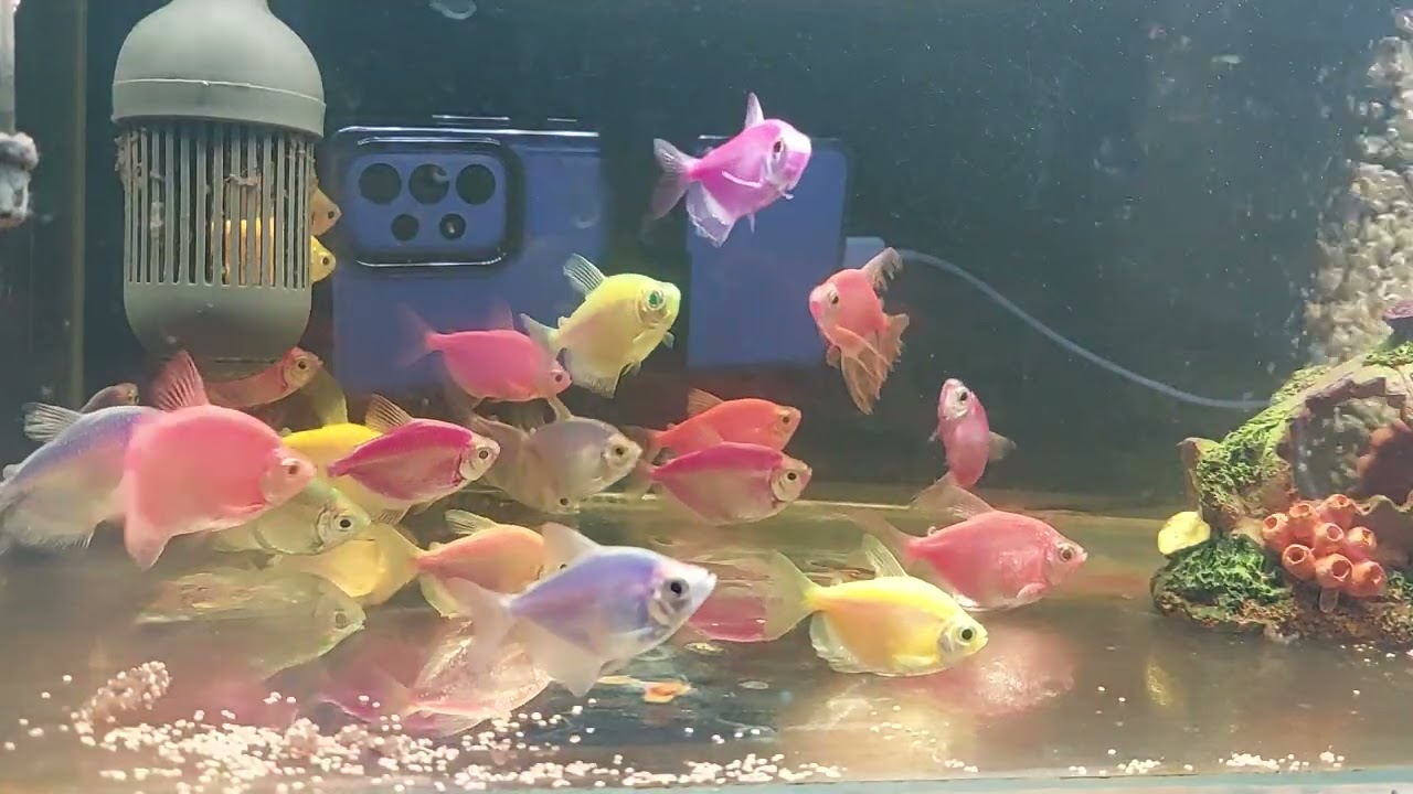 Relaxing Aquarium Fish Tank Sounds no music