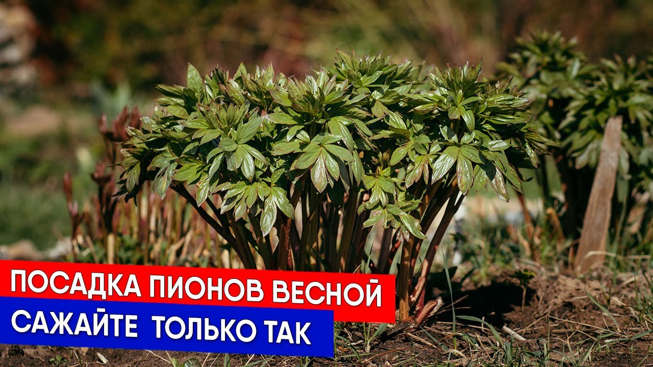 Посадка пионов весной - сажайте  только так