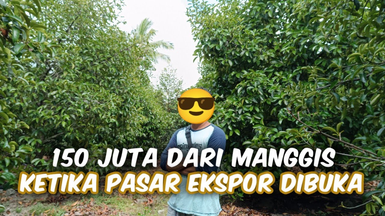 Review Kebun Manggis Kualitas Ekspor Dengan Jarak Tanam Rapat