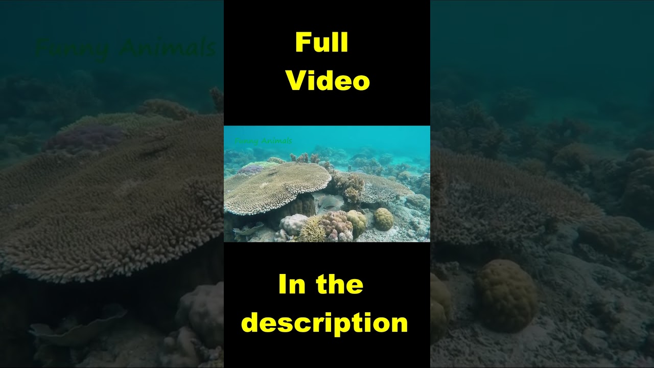 Animals Sounds   Wild Animals   Sheep,Parrot,Fish
