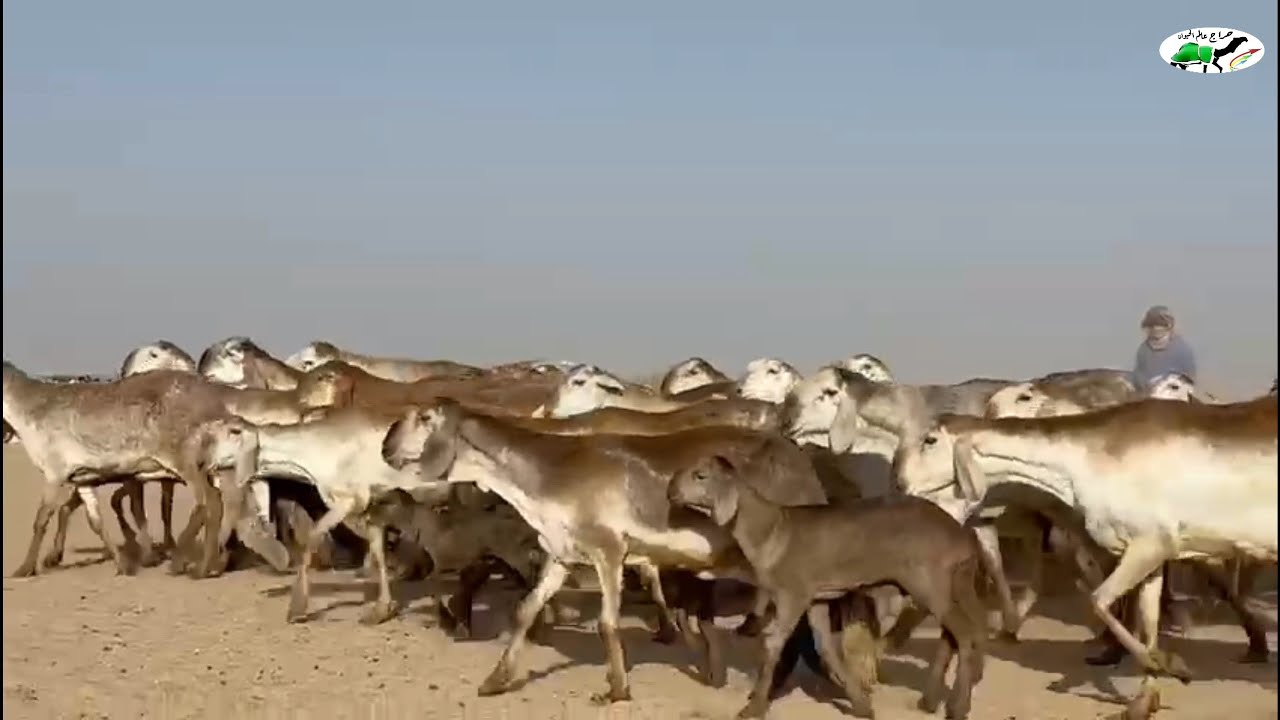 ضان سواكن درمانيات عدد ٤٠ بطليان ٢ للبيع رقم  ( تم البيع )