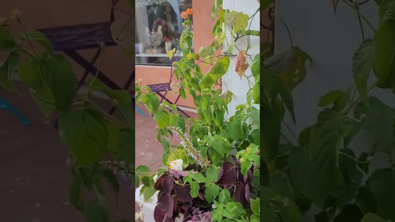 Wander the town of Onancock with us during Second Fridays!