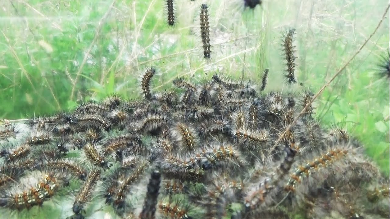 大量発生した毛虫を集めて遊んでみた