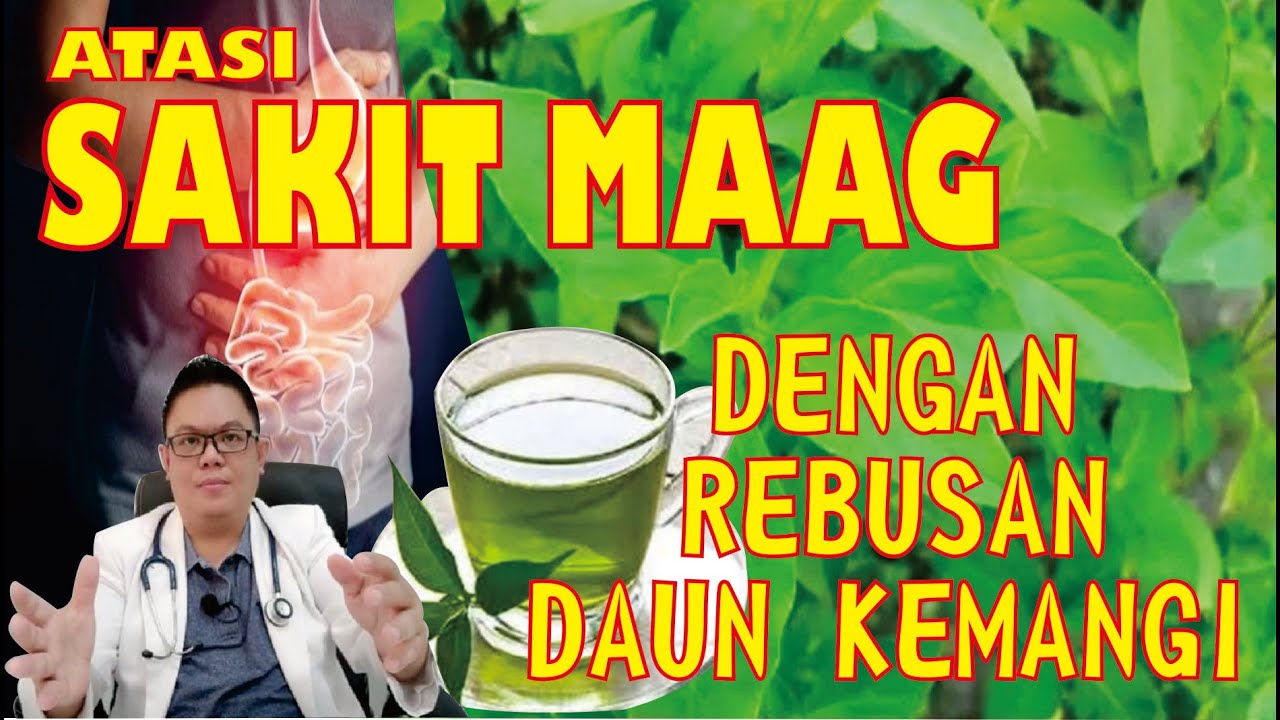 ATASI SAKIT MAAG DENGAN MINUM REBUSAN DAUN KEMANGI DAN BAGAIMANA CARA MEMBUATNYA ???