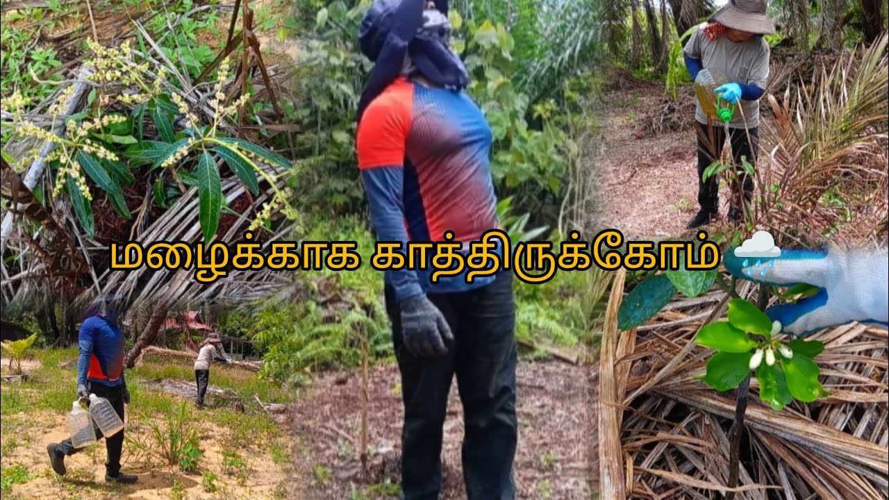 Hope Blooms Even in Drought 🌸 | வறட்சியிலும் மலரும் நம்பிக்கை | செடிகளுக்கு தண்ணீர் ஊற்றும் நாள் 💧