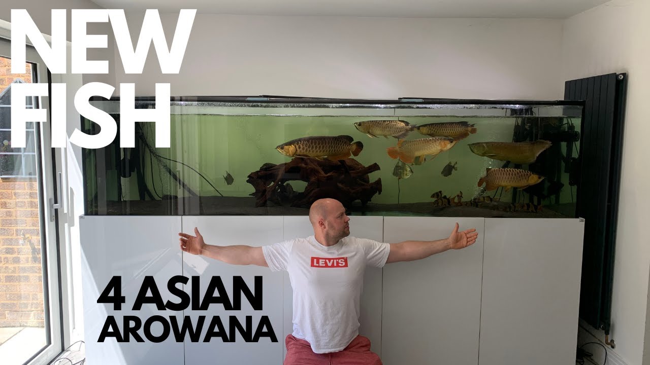 *NEW FISH* 4 ASIAN AROWANA'S IN 2000 LITRE AQUARIUM (Micksfishuk)