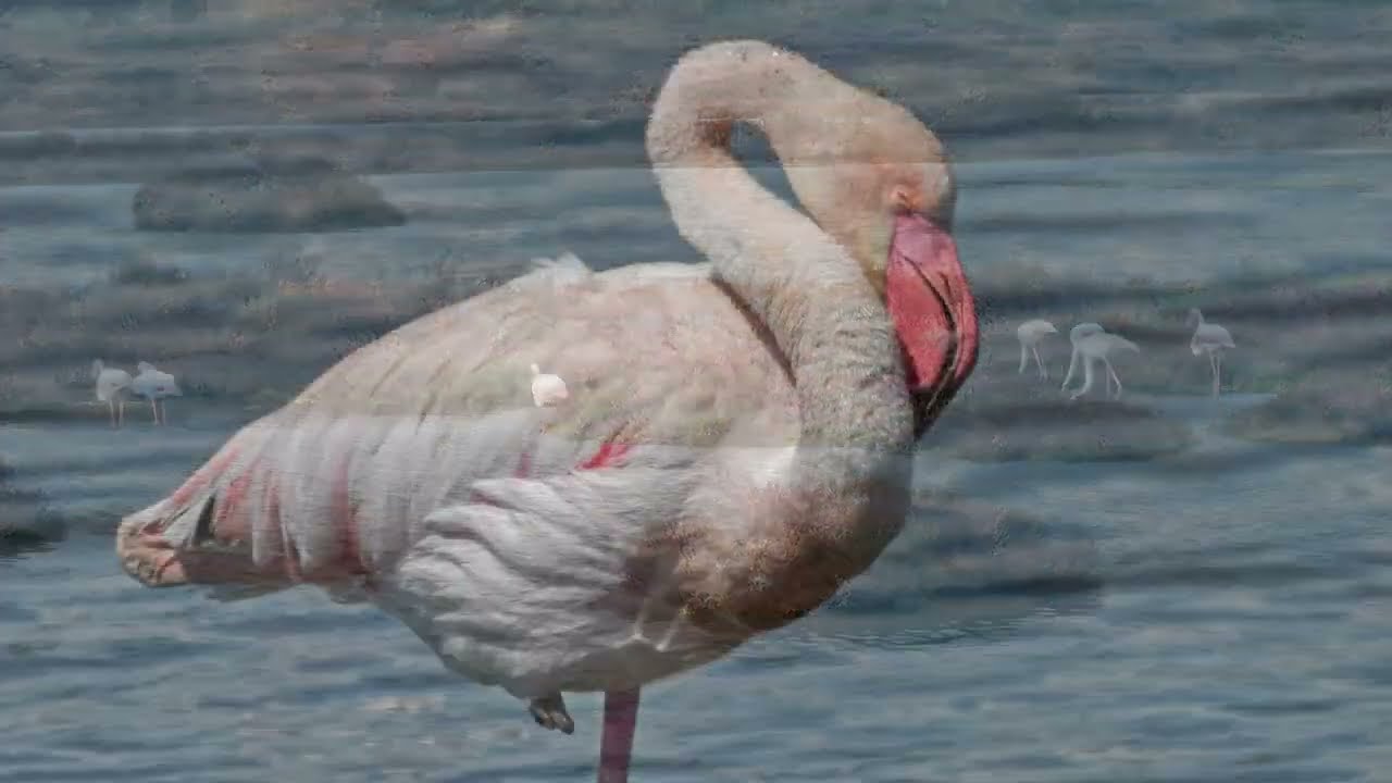 Hyères, Les Salins des Pesquiers