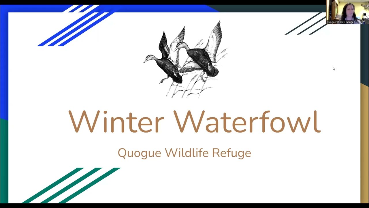 Winter Waterfowl