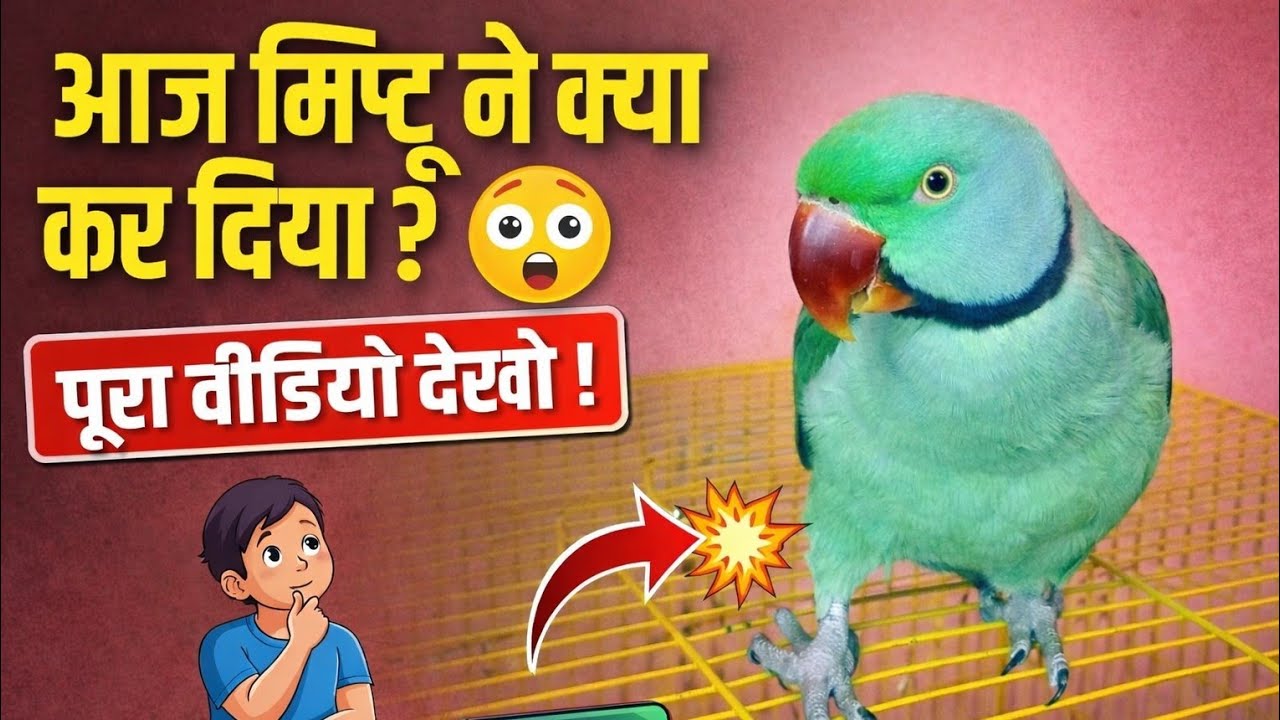 आज मिट्टू ने क्या कर दिया? 😲 पूरा वीडियो देखो | Funny Parrot Mittu 🦜🔥#mittu #parrot